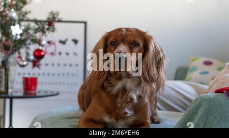 Portrait d'un chien assis sur un canapé à la maison à l'heure de Noël. Mise au point sélective incluse. Banque D'Images