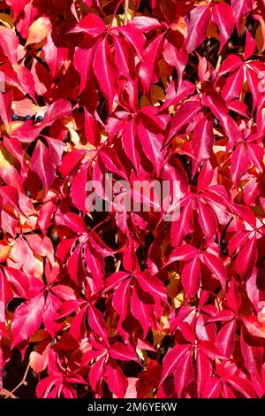 Feuilles rouges colorées d'une plante grimpante qui pousse sur un mur de pierre en automne. Banque D'Images