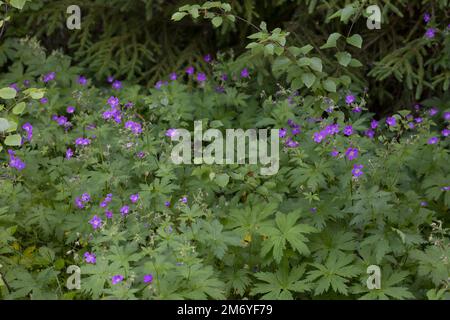 Wald-Storchschnabel, Waldstorchschnabel, Geranium sylvaticum, canneberges en bois, géranium des bois, Le Géranium des bois Banque D'Images