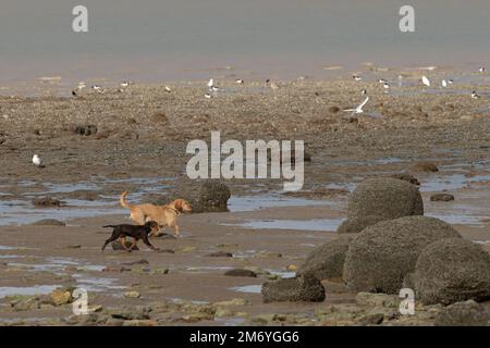 Chien Walkers (Homo sapiens) chien (Canis lupus familiaris) hors plomb sur la plage Norfolk UK GB octobre 2022 Banque D'Images