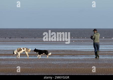 Chien Walkers (Homo sapiens) chien (Canis lupus familiaris) hors plomb sur la plage Norfolk UK GB octobre 2022 Banque D'Images