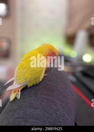 Une image rapprochée d'un oiseau lovebird jaune à face de Rosy debout seul. Banque D'Images