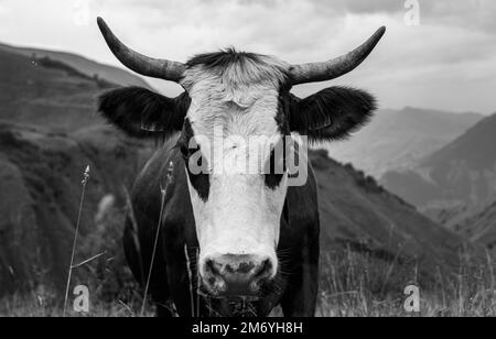 Vache à lait. Vaches blanches et brunes. Vaches de montagne. Vaches bains de soleil Banque D'Images