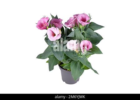 Plante en pot de Gentian des Prairies avec fleurs roses sur fond blanc Banque D'Images