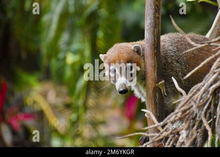 Un gros plan d'un adorable coati à nez blanc, Nasua narica raton capturé dans son habitat naturel Banque D'Images