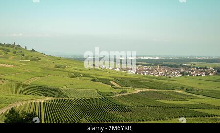 Vignoble prenant le soleil en Alsace.région viticole en France.paysage à couper le souffle avec des collines remplies de vignes en lumière dorée. Belle vue sur le vignoble Banque D'Images