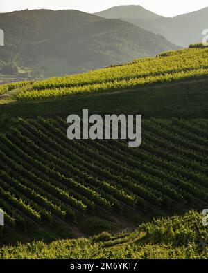 Vignoble prenant le soleil en Alsace.région viticole en France.paysage à couper le souffle avec des collines remplies de vignes en lumière dorée. Belle vue sur le vignoble Banque D'Images