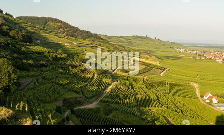 Vignoble prenant le soleil en Alsace.région viticole en France.paysage à couper le souffle avec des collines remplies de vignes en lumière dorée. Belle vue sur le vignoble Banque D'Images