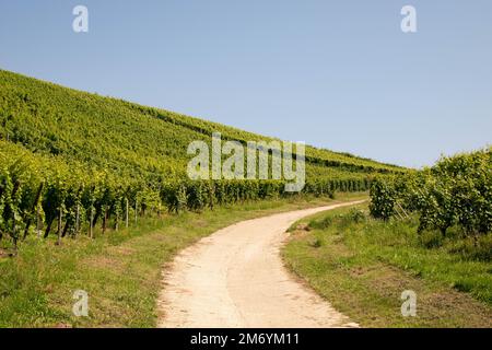 Vignoble prenant le soleil en Alsace.région viticole en France.paysage à couper le souffle avec des collines remplies de vignes en lumière dorée. Belle vue sur le vignoble Banque D'Images