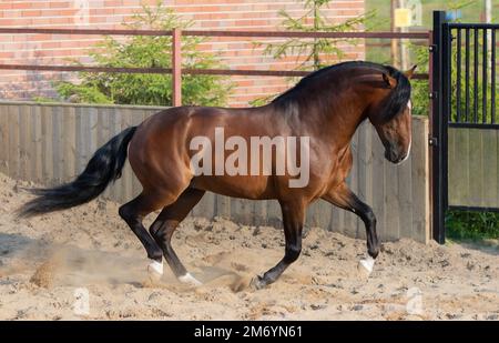 Galops de chevaux andalous de la baie dans le paddock. Banque D'Images