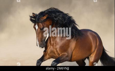 Cheval andalou de la baie de race pure jouant sur le sable. Banque D'Images