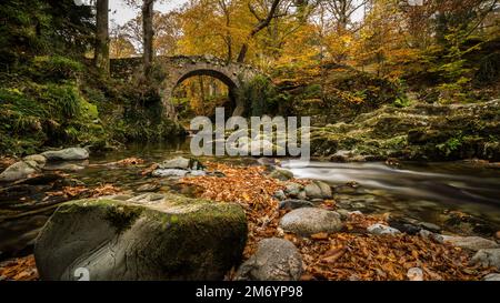 Pont Foleys, forêt de Tollymore Banque D'Images