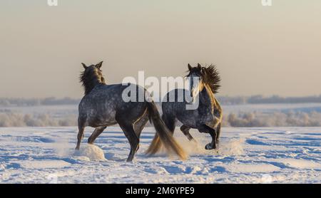Danse des chevaux espagnols. Deux étalons gris andalous jouant ensemble sur les pâturages d'hiver à la lumière du coucher du soleil Banque D'Images