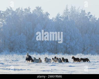 Groupe de poneys et de chevaux miniatures américains sur les champs de neige Banque D'Images