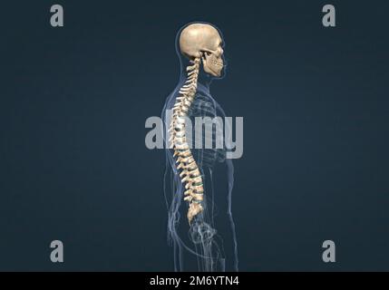 Schema Rachis Rachis schémas : anatomie normale – schéma du rachis – Akapv