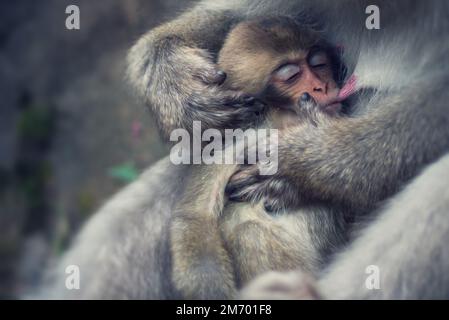 Un jeune Macaque japonais allaite sur sa mère Macaque Banque D'Images