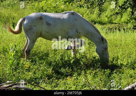 Un cheval gris paître au Costa Rica. Banque D'Images