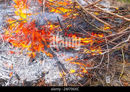 les cendres et le feu du feu. Brûlage de brindilles et de déchets secs, élimination des déchets de jardin. Banque D'Images