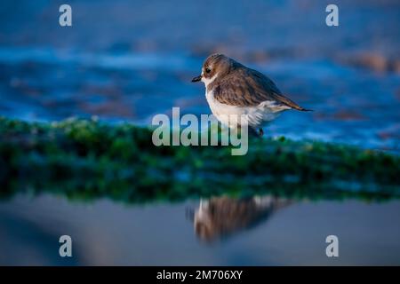 Beau blanc, gris, pluvier oiseau stand sur la plage de couleur bleue fond de nature. oiseau dans la nature. Réflexion des oiseaux dans l'eau. Oiseau migrateur. Banque D'Images