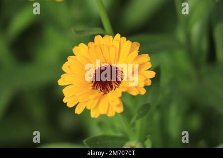 Avec feuilles Fleurs Calendula (Calendula officinalis, pot, jardin ou de l'anglais marigold) sur fond vert floue Banque D'Images