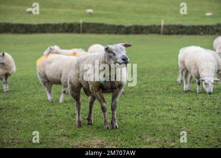 Le Tetup de mouton Texel, une race populaire pour la production de viande malgré son manque apparent de brebis. Banque D'Images