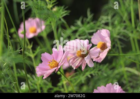 Un joli cosmos rose en fleur. Banque D'Images