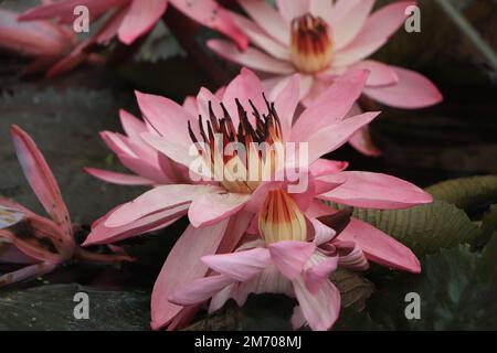 nénuphars roses en gros plan flottant sur un étang Banque D'Images