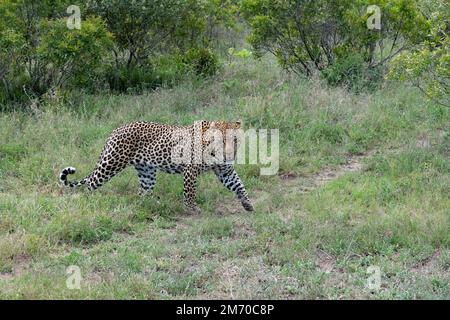 Grand léopard mâle marchant dans les prairies du parc national Kruger, Afrique du Sud Banque D'Images