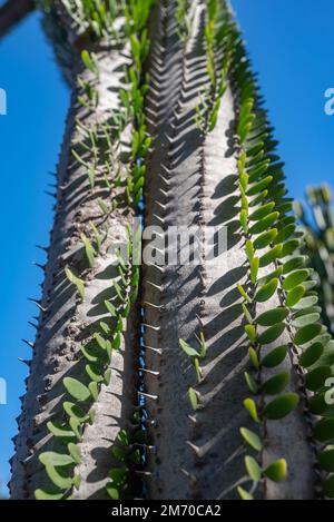 Gros plan de madagascar ocotillo ou d'Alluaudia procera Drake Banque D'Images