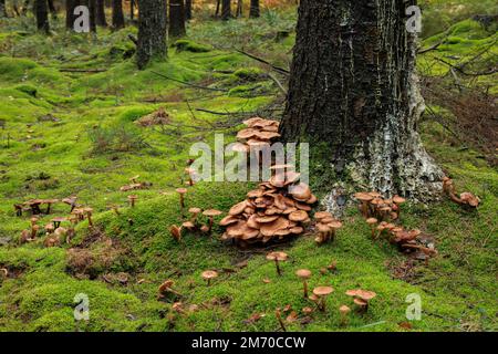 Champignon brun rougeâtre poussant à la base d'un arbre. Banque D'Images