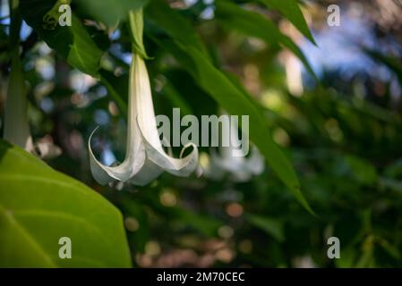 La trompette de l'ange blanc sur fond de feuilles vert flou. Lumière chaude bokeh Banque D'Images