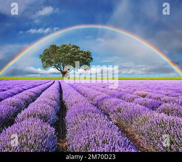 Paysage avec champ de lavande, arbre solitaire et arc-en-ciel Banque D'Images