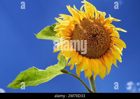 Gros plan tournesol brillant sur fond bleu ciel Banque D'Images