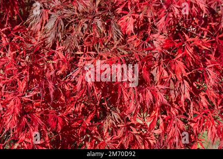 Couleur d'automne de l'Acer japonicum Aconitifolium dans le jardin du Royaume-Uni octobre Banque D'Images