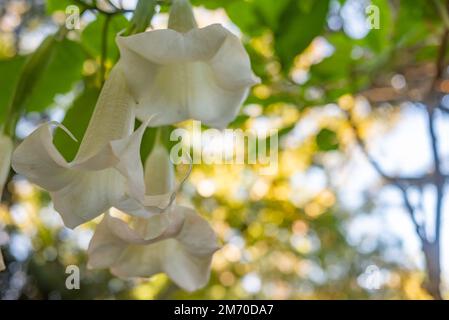 La trompette de l'ange blanc sur fond de feuilles vert flou Banque D'Images