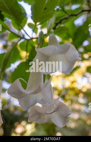 La trompette de l'ange blanc sur fond de feuilles vert flou Banque D'Images