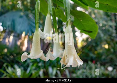 La trompette de l'ange blanc sur fond de feuilles vert flou Banque D'Images