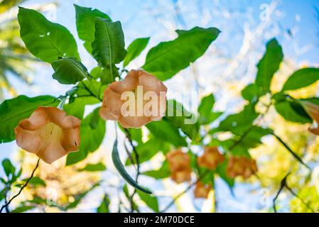 La trompette de l'ange de pêche sur fond de feuilles vert flou Banque D'Images