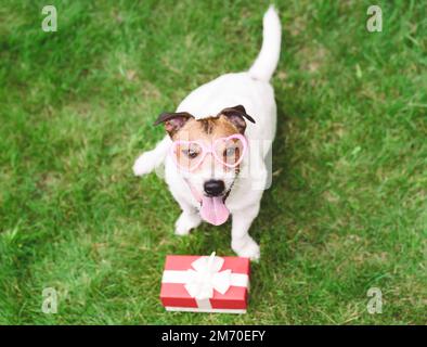 Cadeau de Saint-Valentin et fête de Noël avec un chien mignon dans des verres en forme de coeur Banque D'Images