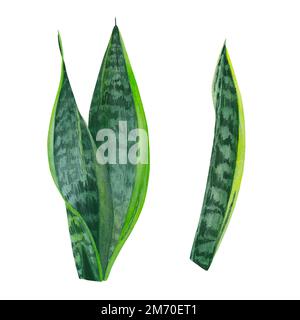Ensemble de pots de fleurs, feuilles, tiges et pousses de zamiokulkas et sansevieria fait en aquarelle sur un sol blanc. Banque D'Images