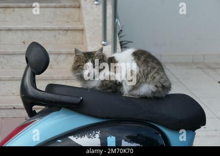 Le chat assis confortablement sur le scooter Banque D'Images