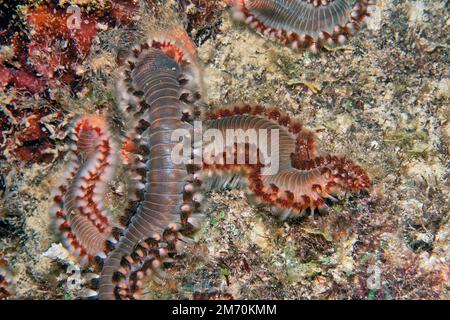 L'hermodice carunculata, la tordeuse des mers barbes, est un type de soiloas marins appartenant à la famille des Amphinomidae Banque D'Images