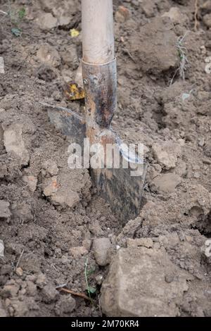 Opérations de creusage dans un potager pour préparer la terre pour le semis de printemps. Banque D'Images