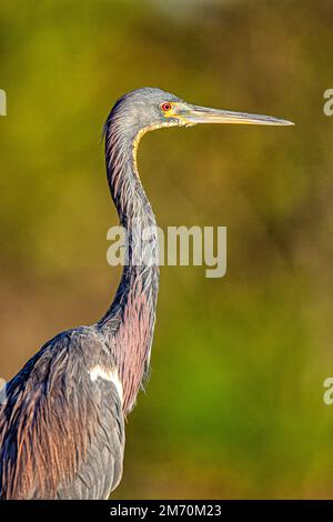 Egretta rufescens est un héron de taille moyenne qui est un éleveur résident en Amérique centrale, aux Bahamas, dans les Caraïbes, Banque D'Images