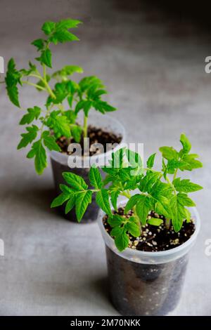 Plants de tomate poussant dans un pot en plastique. Banque D'Images