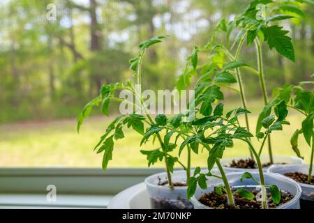 Plants de tomate poussant dans un pot en plastique sur la fenêtre. Banque D'Images