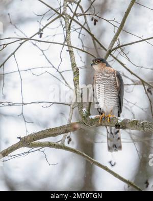 Le sparrowhawk eurasien (Accipiter nisus), également connu sous le nom de sparrowhawk nordique, est un oiseau de proie de la famille des Accipitridae. Banque D'Images