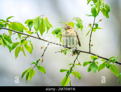 La chiffballe commune (Phylloscopus collybita), ou simplement la chiffballe au printemps dans le biotope naturel de nidification. Banque D'Images