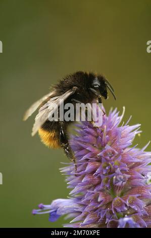 Gros plan naturel sur un bourdon à queue rouge, Bombus lapidarius se nourrissant d'une fleur pourpre d'Agastache rugosa Banque D'Images