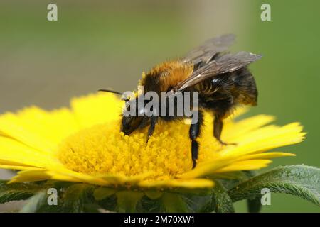 Gros plan naturel sur une forme sombre inhabituelle du bourdon brun, Bombus pascuorum moorselensis Banque D'Images